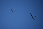 F5J-Stary_jawor019