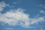 065-IMG_4566