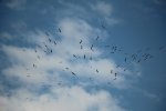 066-IMG_4577