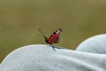 103-IMG_0002