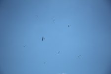 054-IMG_8393