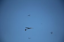 083-IMG_8439