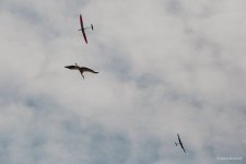 035-IMG_7397