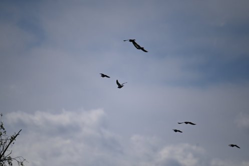 109-ARE_2790