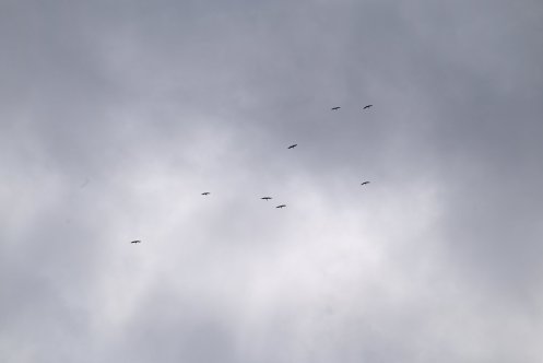 110-ARE_4879