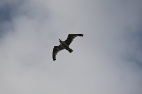 193-ARE_6260