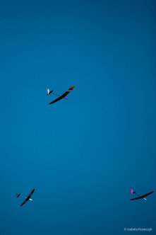 103-IMG_4479