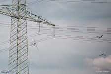 108-IMG_5942