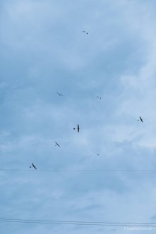 041-IMG_5133