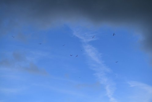 391-ARE_1586