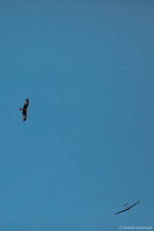 031-IZAK6416
